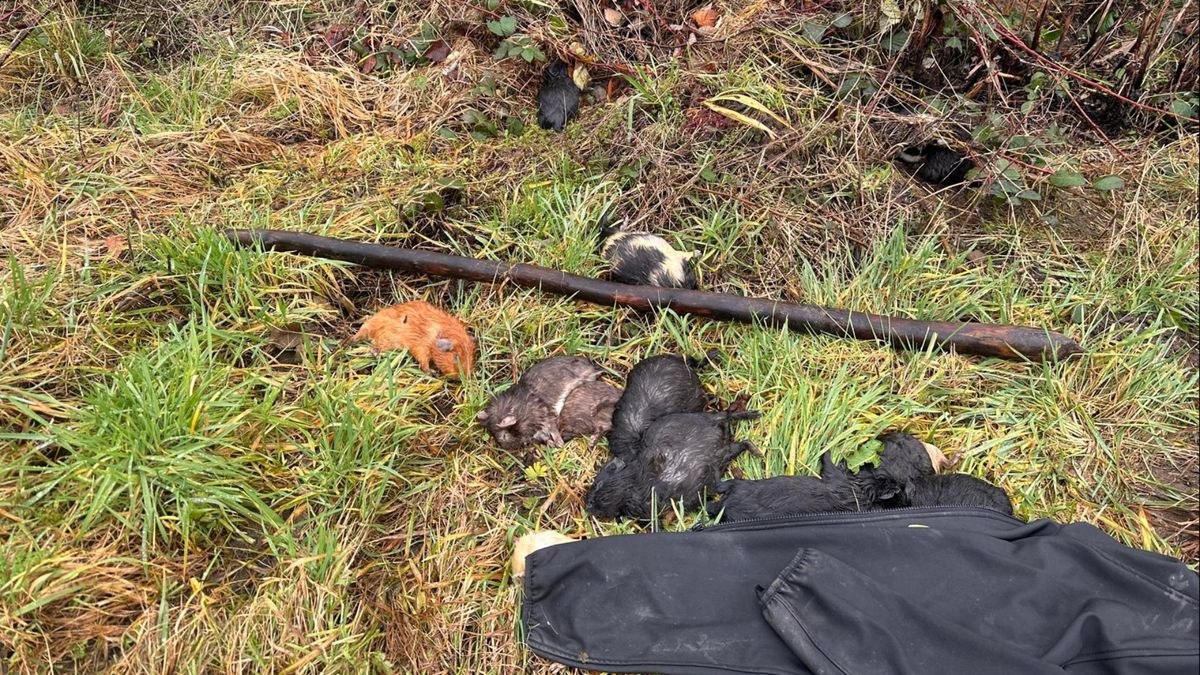 27 cavia's in de regen gedumpt in buitengebied Echt-Susteren