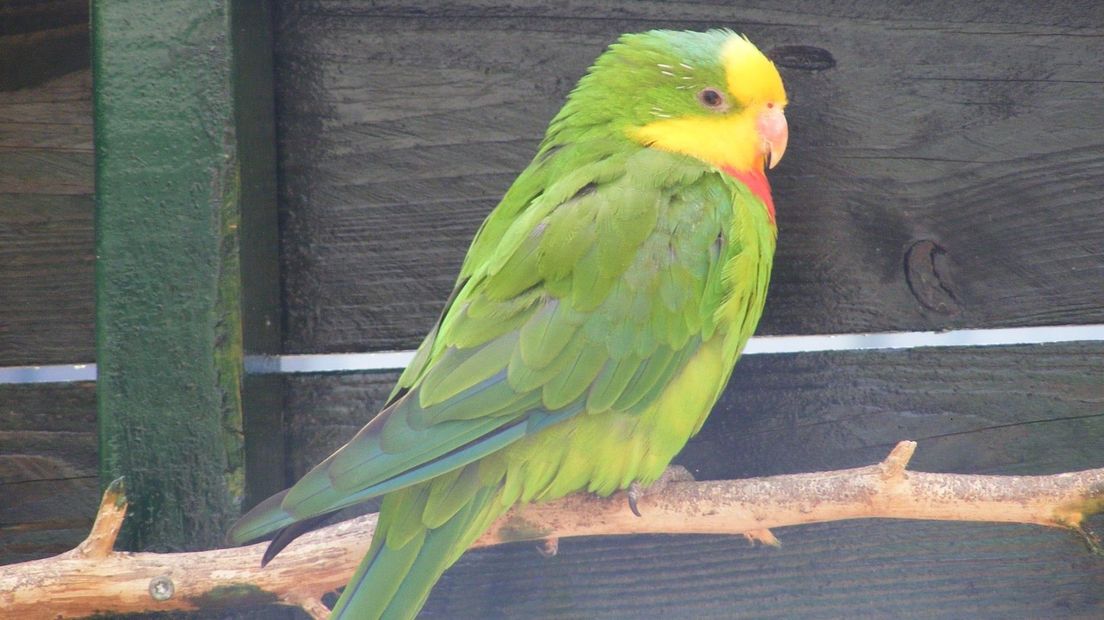 Het is al de derde keer in zo'n twee maanden tijd dat de kinderboerderij slachtoffer is van een nachtelijke indringer