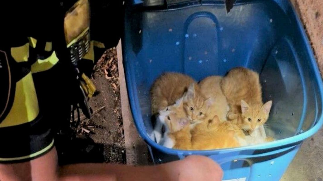 Kittens gedumpt in Westland