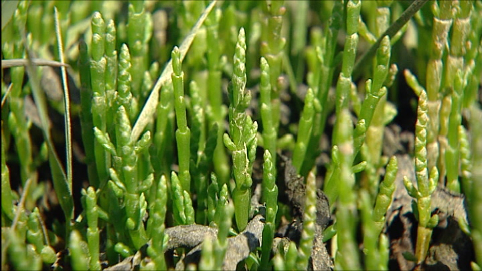 Provincie gaat lobbyen om behoud traditie zeegroentensnijden