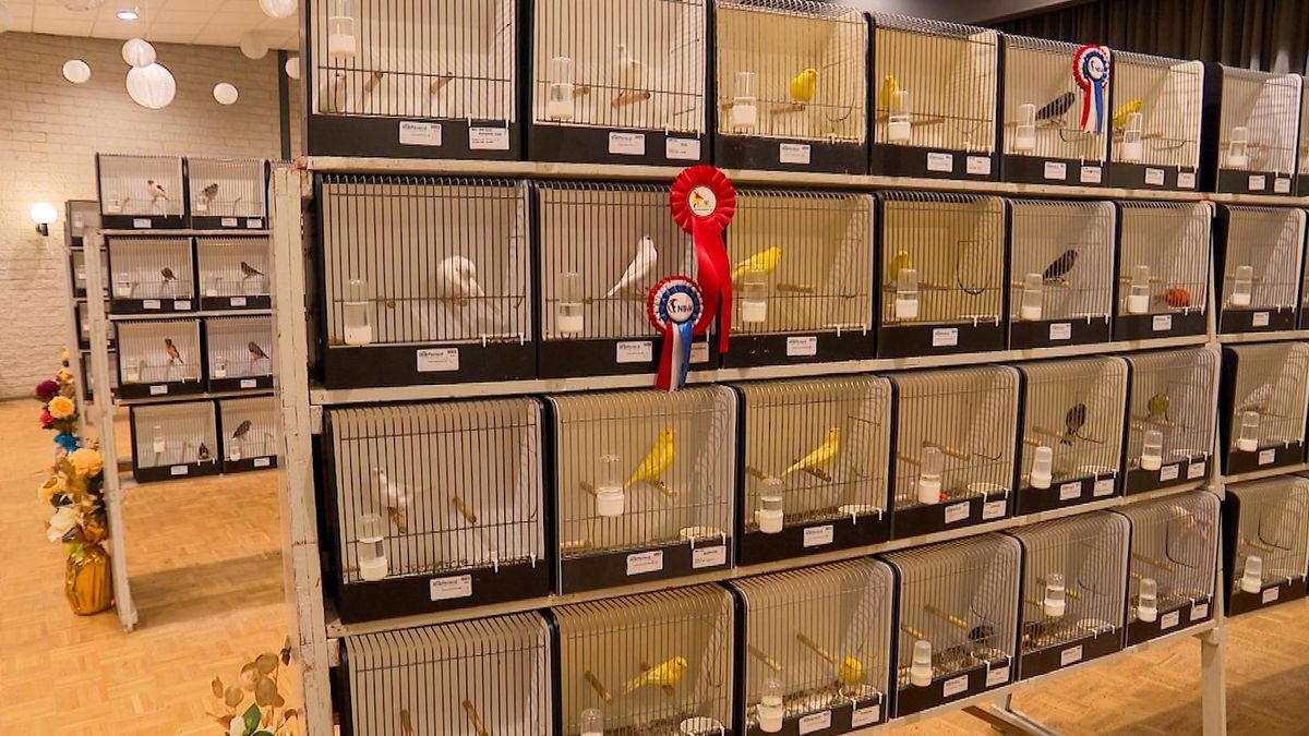 Kampioenschap vol verenpracht, maar zonder de vogels uit Terhole door vogelgriep