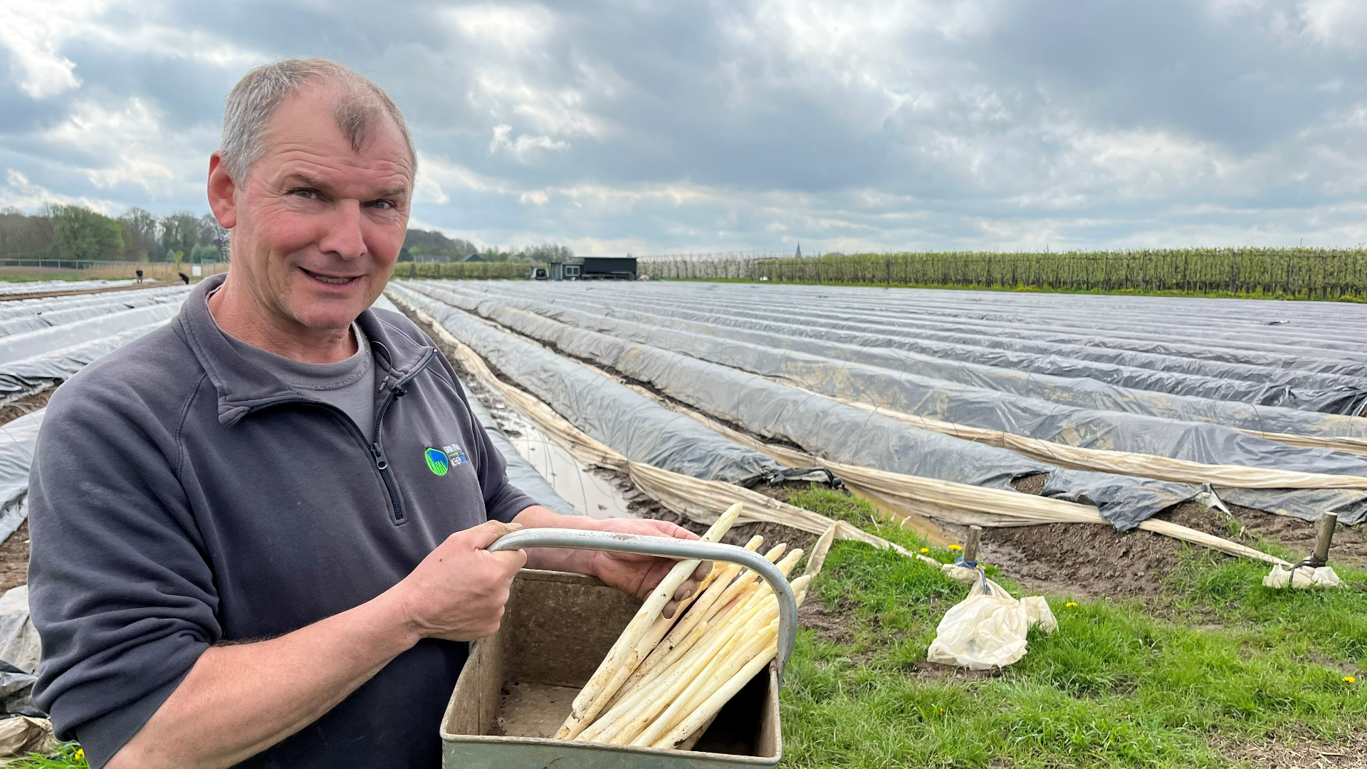 Na het warme weekend is het aspergeseizoen van Wim begonnen: 'Mensen geloven eindelijk dat asperges ook uit Werkhoven kunnen komen'