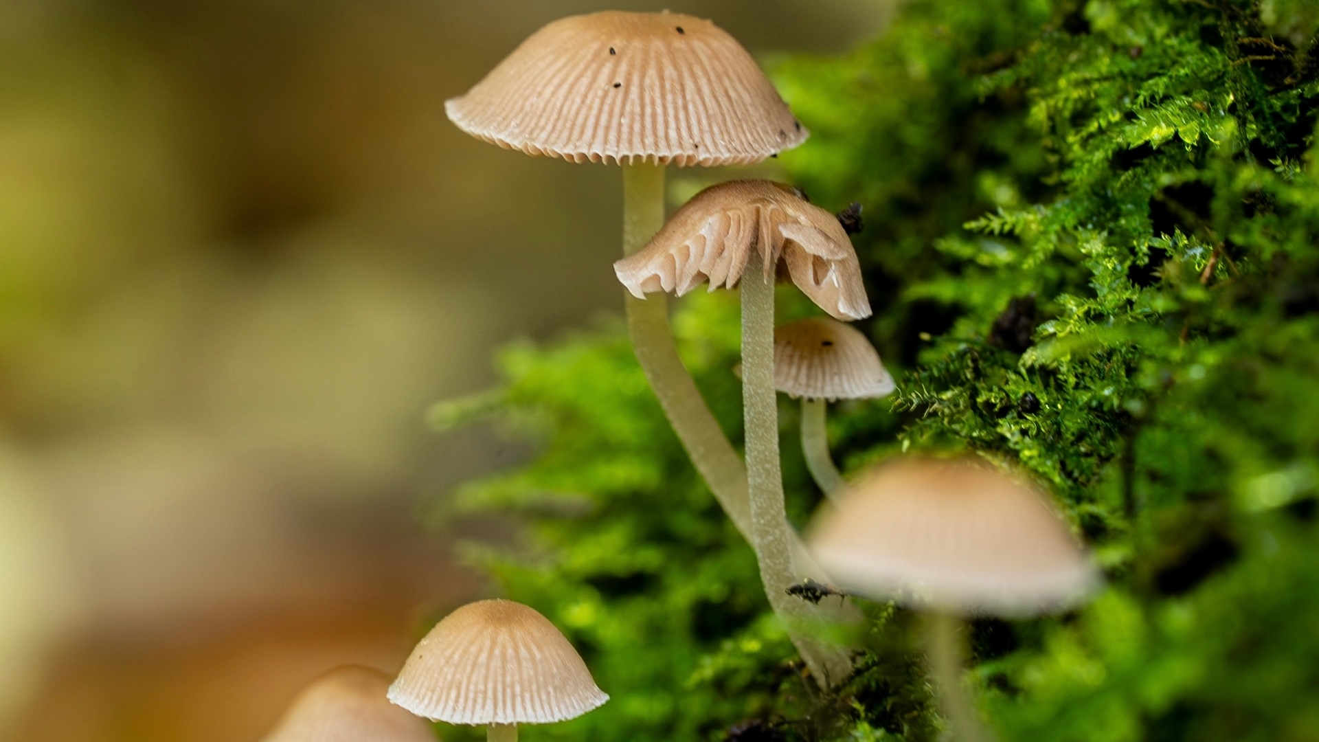 Paddenstoelen in het Tuikwerderrak te Delfzijl
