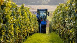 Oudste commerciële wijngaard Nederland oogst voor 50e keer