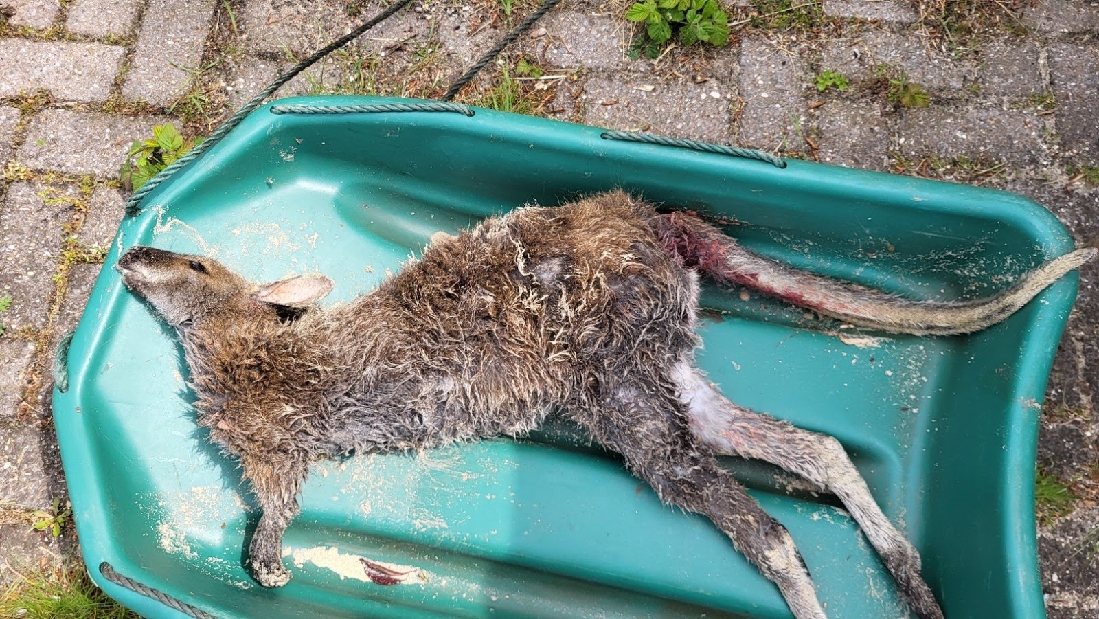 Doodgebeten wallaby gevonden op Walchers strand: stichting zoekt eigenaar