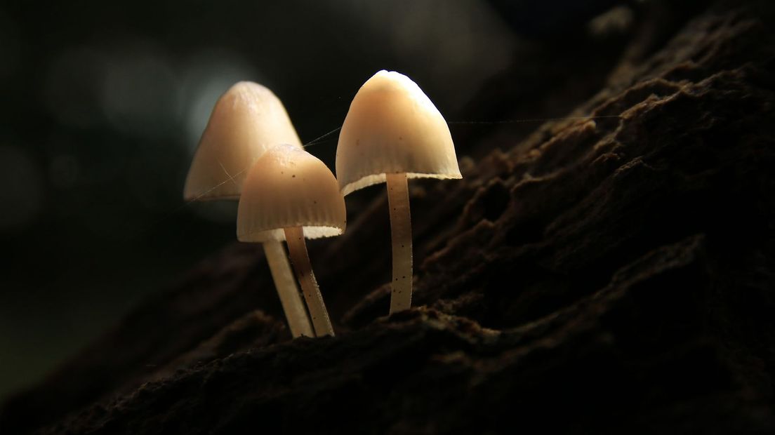 Lichtgevende paddenstoelen.