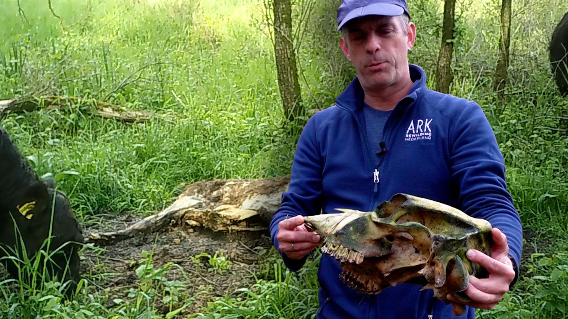 Natuur vraagt om ruimte voor de dood: pleidooi voor grote kadavers in het wild