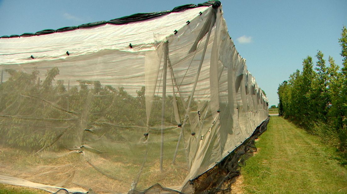 Met deze tenten hoopt de fruitteler de vliegen weg te houden