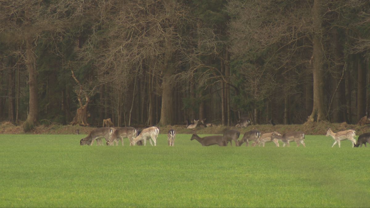 Rechter doet al over een week uitspraak over afschieten damherten bij Oranjewoud