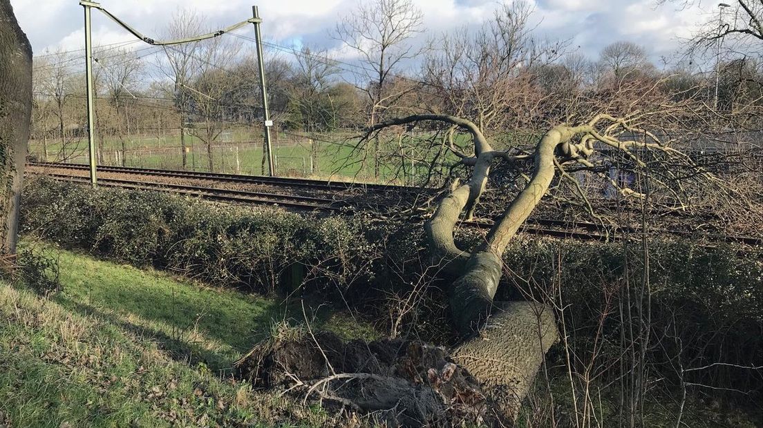 Boom op bovenleiding, geen treinverkeer in Zeeland