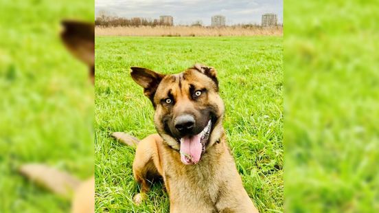 Politiehond bijt verstopte inbreker Nieuws