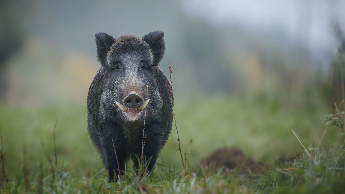 Wandelaars gewaarschuwd voor wilde zwijnen in Wijnandsrade
