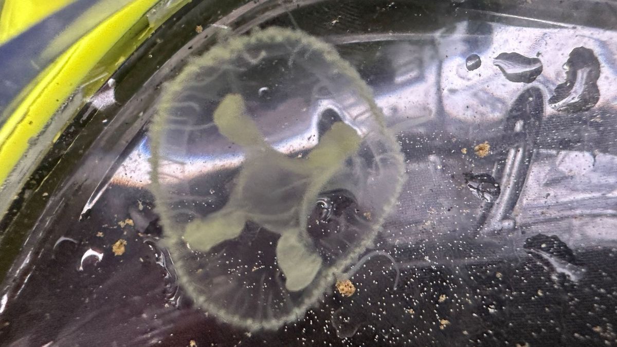 Vrienden zien zeldzame kwal: ‘Tien jaar geleden nog niemand van gehoord’