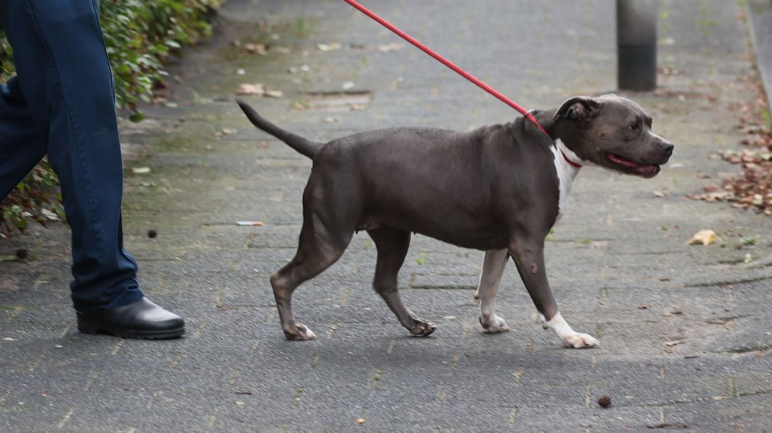 Een van de honden die in beslag werd genomen
