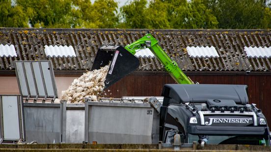 80.000 kuikens geruimd na vogelgriep op vleeskuikenbedrijf in Marrum Nieuws