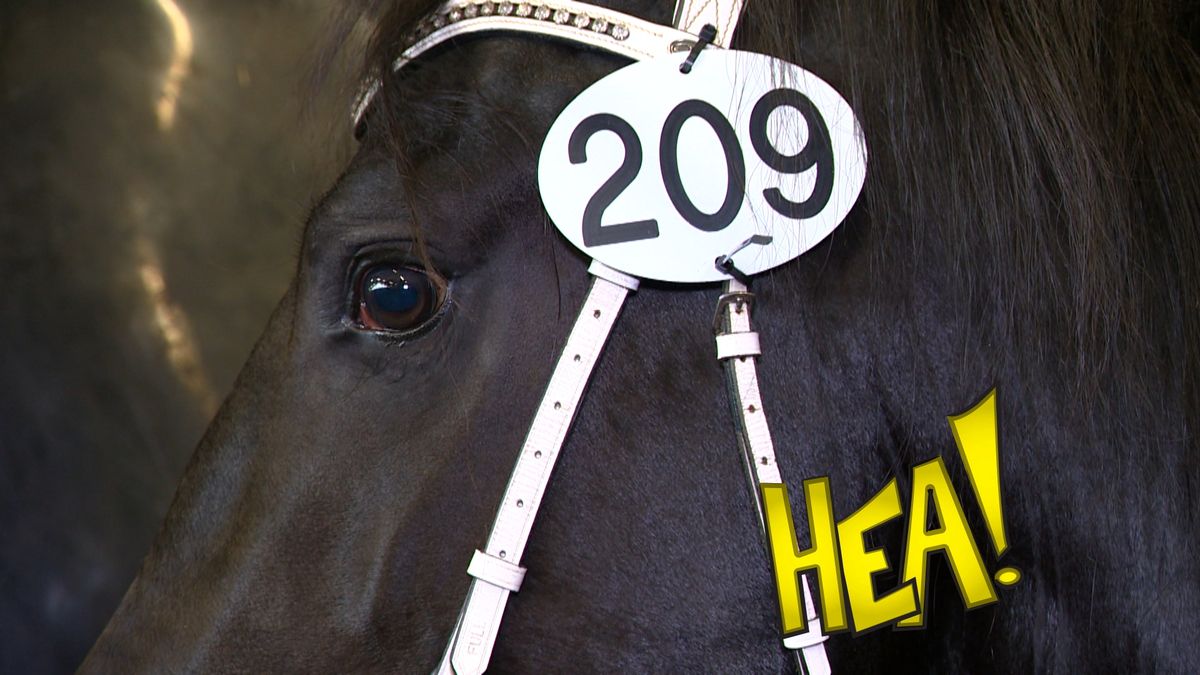 HEA! De zoons van Waander 512