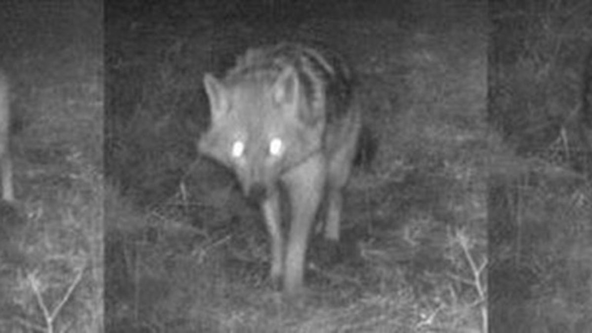 Eerst de wolf en nu de goudjakhals, schapenhouders bezorgd