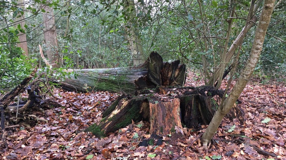 Een omgevallen of gekapte boom in het Asserbos (Rechten: Wolter Klok/RTV Drenthe)