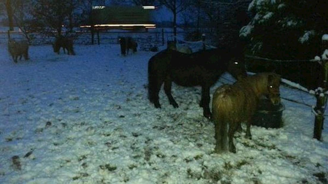 De losgebroken pony's