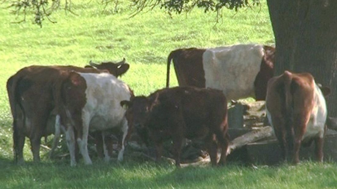 Steeds minder koeien in de wei