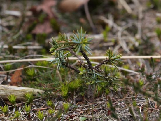 Jeneverbesgilde beschermt de jeneverbes: 'De plant behoort tot de basis van Drenthe'