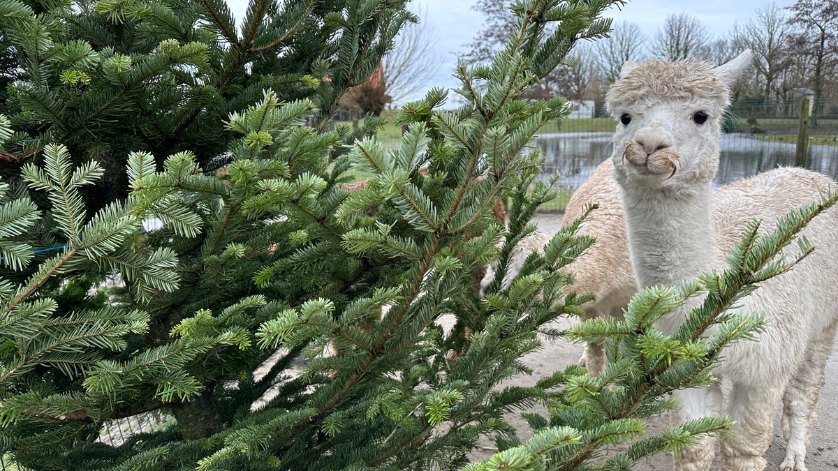 Alpaca's eten komende maanden duizend kerstbomen op: 'Poep, plas, spuug... alles ruikt naar kerstboo