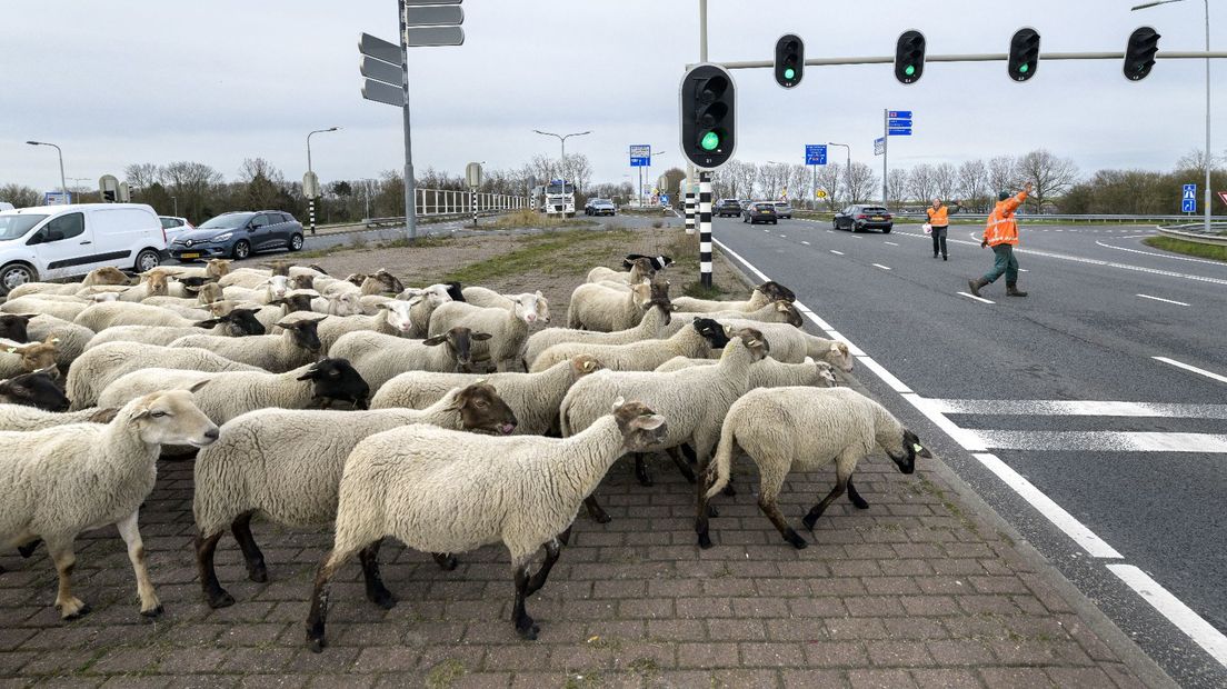 Een kudde schapen wacht tot het kan oversteken.