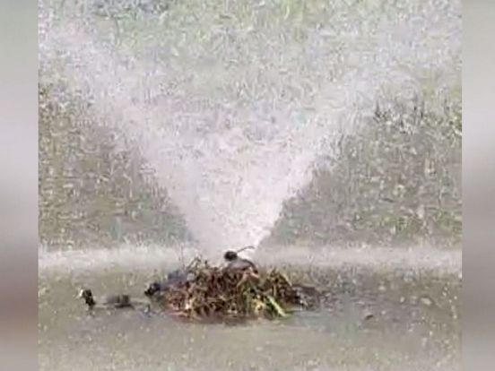 VIDEO: Meerkoeten bouwen nest onder sproeiende fontein: 'Mensen vinden het zielig'
