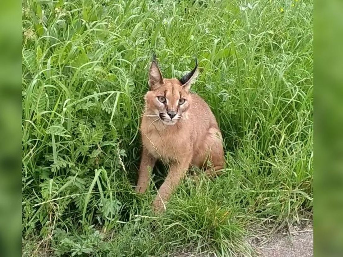 Eva Kost zag de caracal in Barendrecht