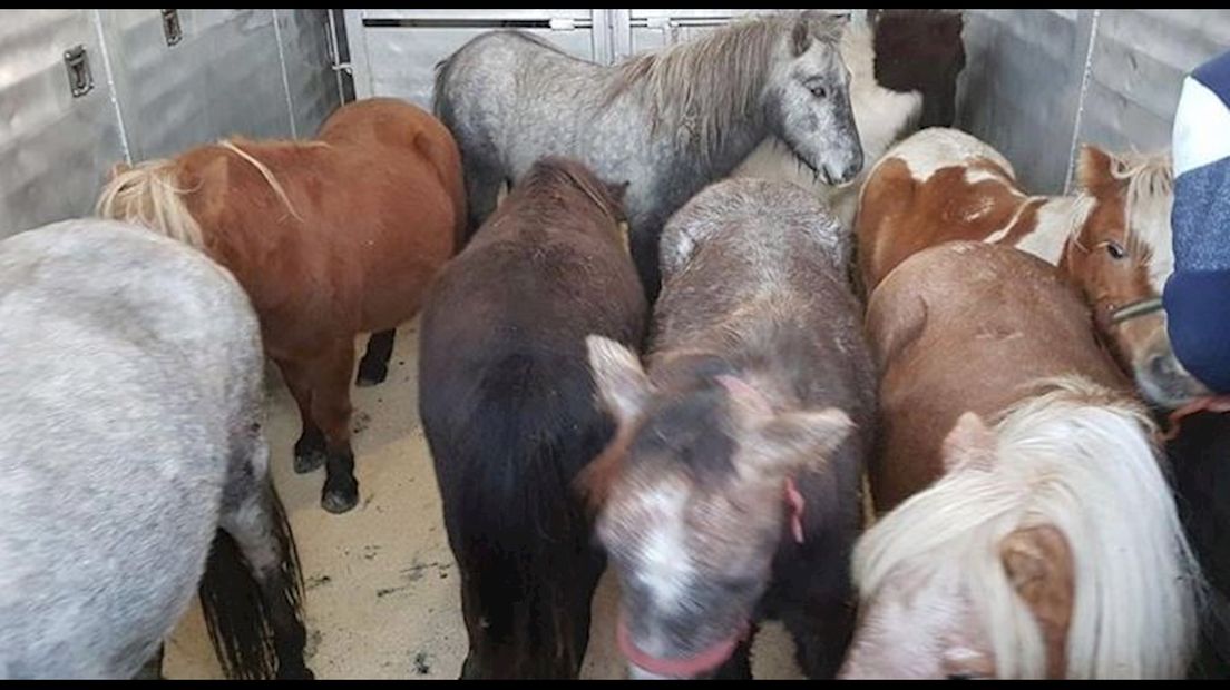 De verwaarloosde pony's en paard die in beslag zijn genomen