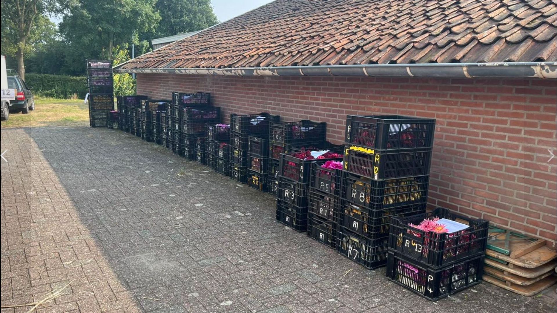 Kratten vol dahlia's worden er voor de Rekkense corso-optocht verwerkt.