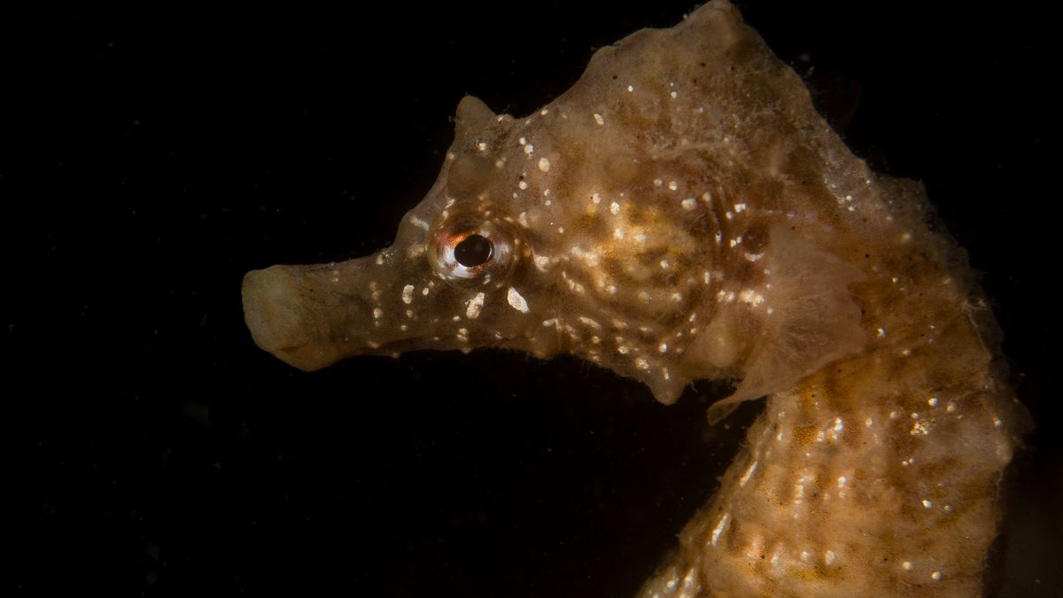 Nationaal Park Oosterschelde gaat de uitdaging aan en brengt alle flora en fauna in kaart