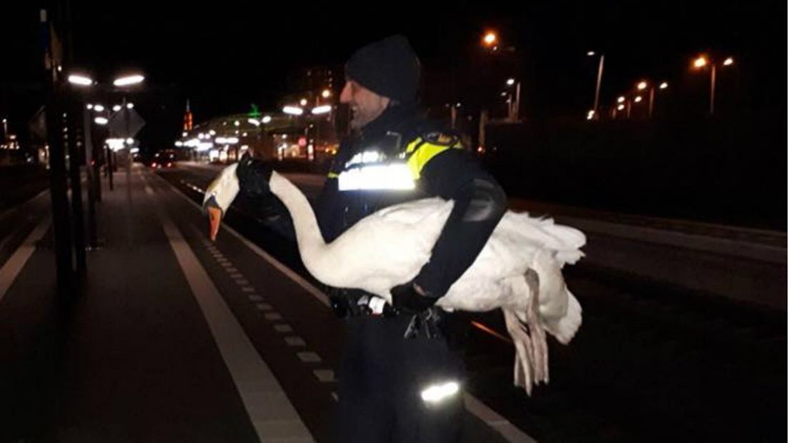 Een agent redde de zwaan van het spoor.