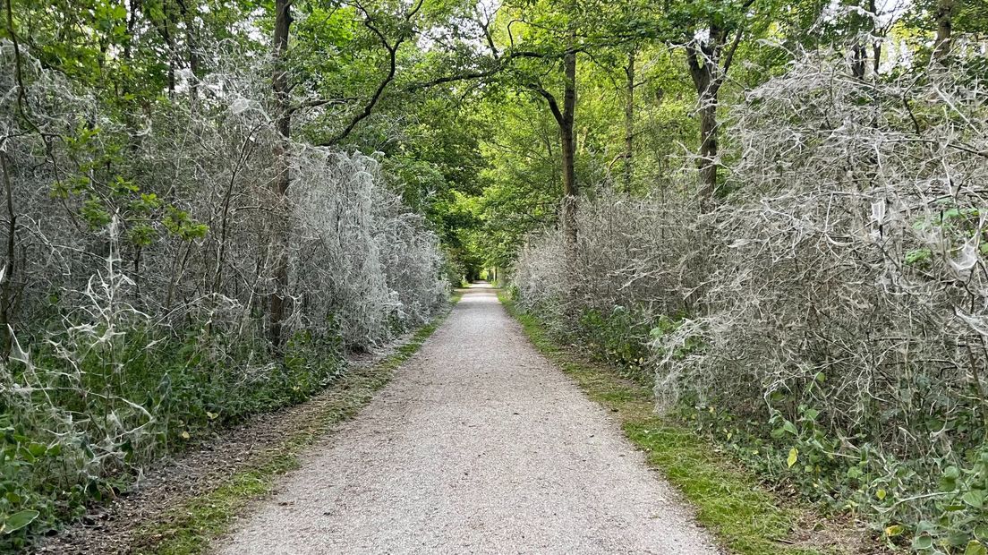 Het spinselmot in het Haagse Bos