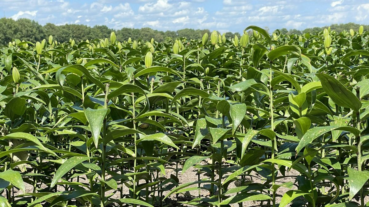 Provincie in hoger beroep vanwege verplichte vergunning voor lelieteler