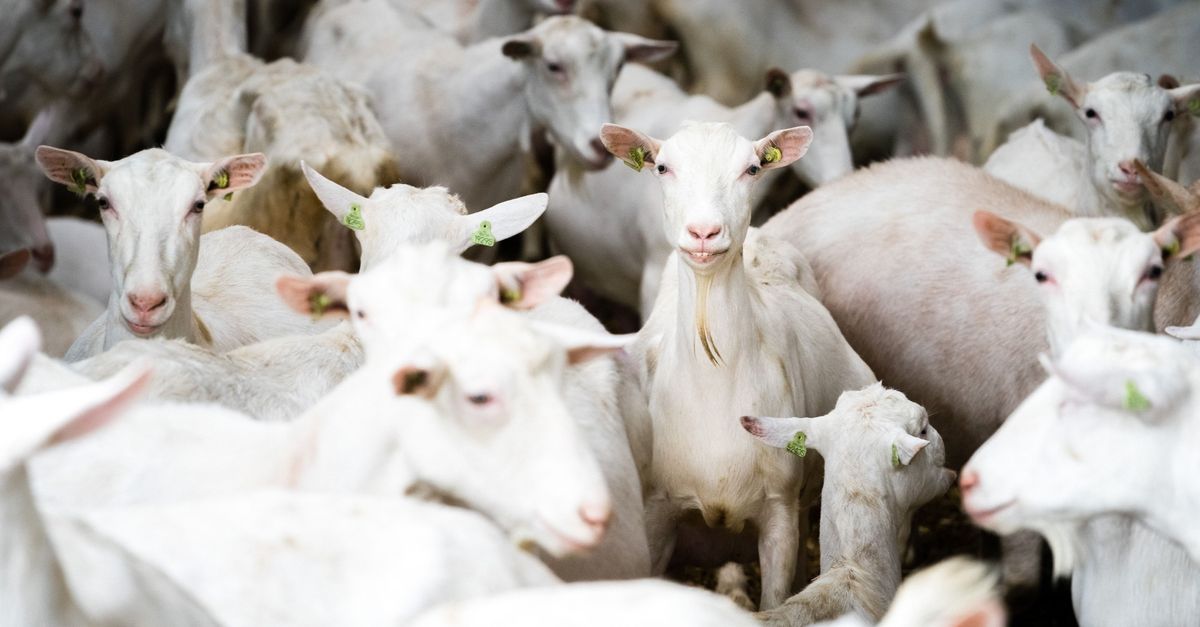 Geitenboerderij in geldnood moet mogelijk vertrekken uit Broek: 'Het