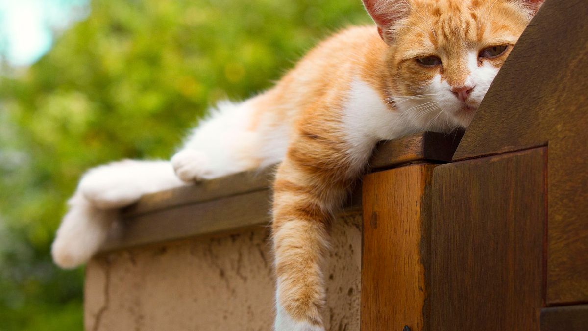 'Twee dierenbeulen op kattenjacht in Geulle en Ulestraten'