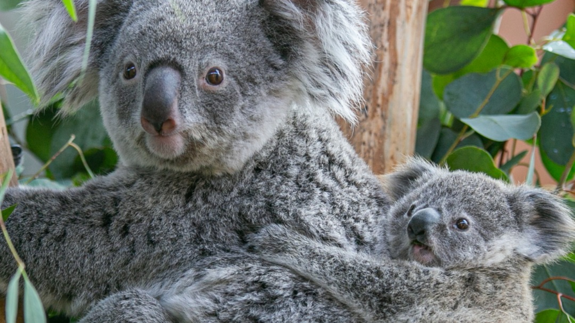 Koala overleden in Ouwehands Dierenpark: 'Wel schrikken'