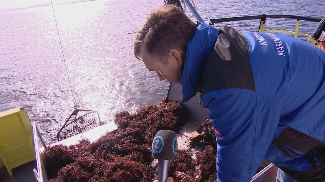 bioloog Jeroen Wijsman onderzoekt wat zojuist uit het Veerse Meer is bovengehaald.