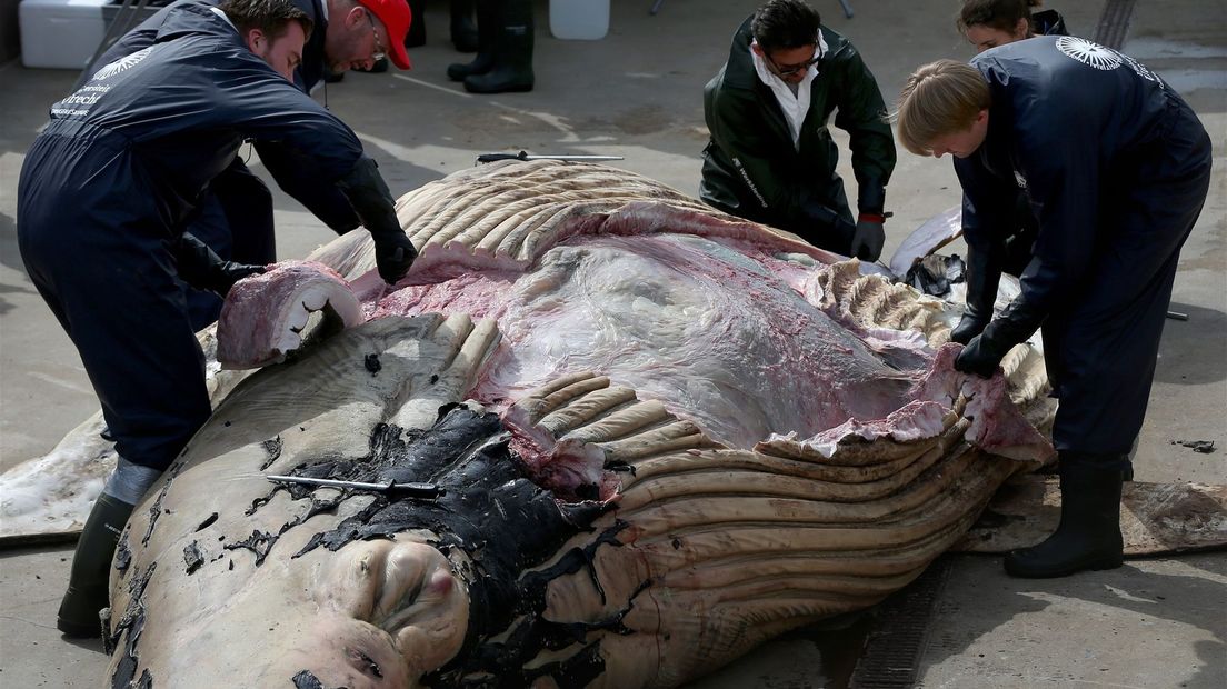 Het kadaver van de bultrug die eerder strandde op het strand van Vlieland wordt onderzocht door wetenschappers