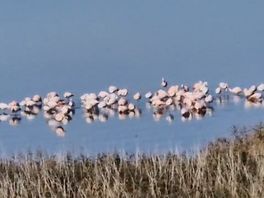Een eerste impressie van de flamingo's in het Grevelingenmeer