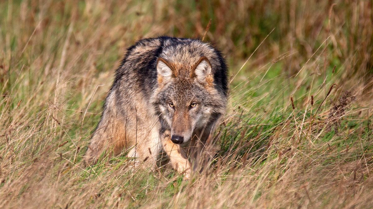 Steeds meer wolven in Drenthe: wat kunnen we leren van Duitsland?