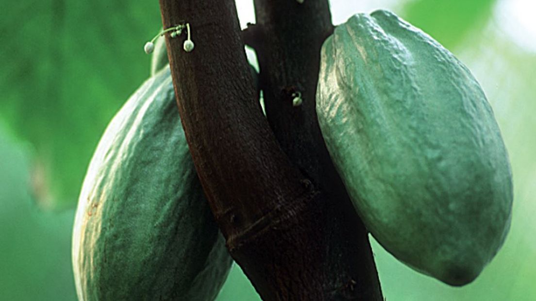 Cacao in Burgers' Zoo in Arnhem.