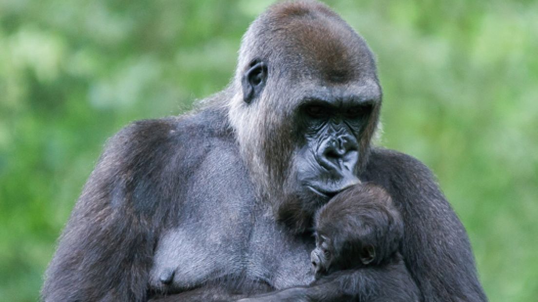 Gorilla Burgers' Zoo plotseling overleden
