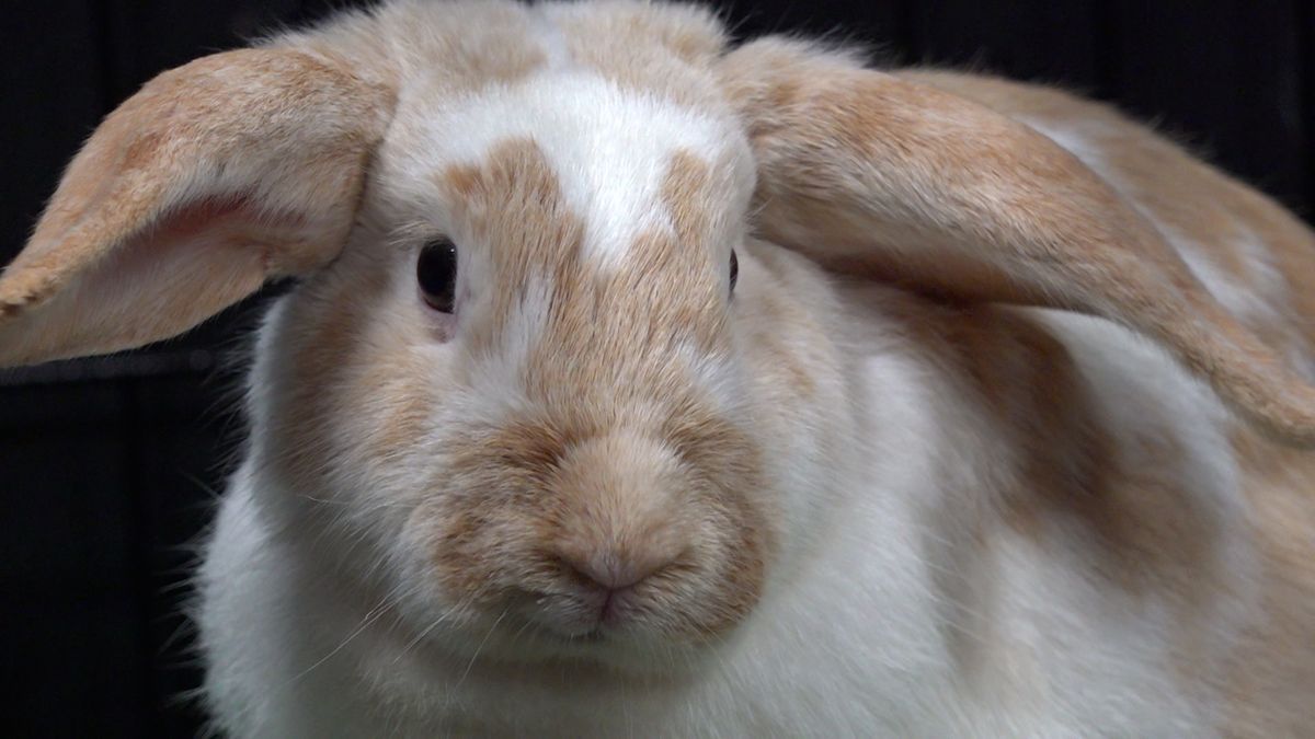Vijftig zieke konijnen bij dierenopvang Zwolle, opvangactie voor 800 dieren