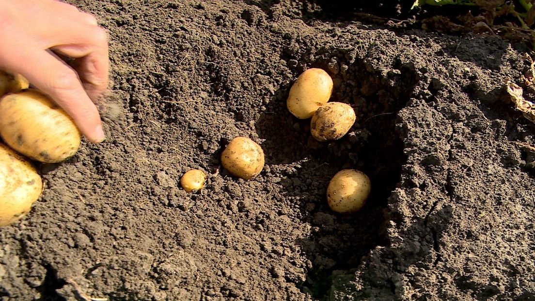 Kleine aardappelen in Scgarendijke
