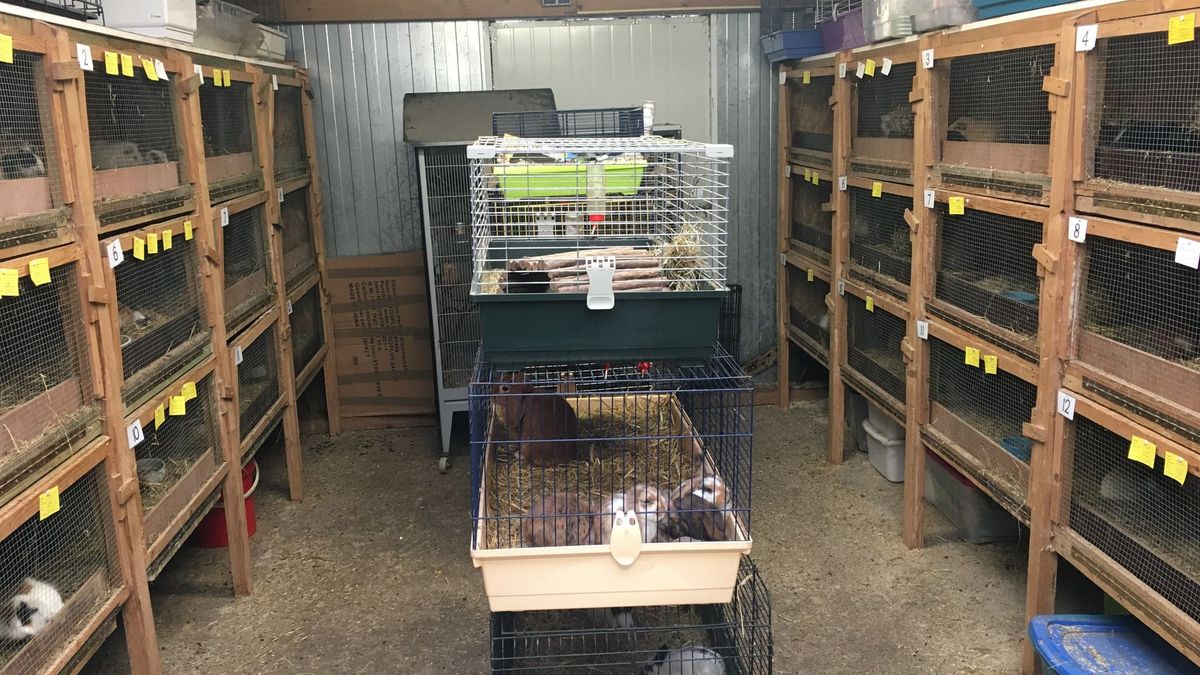 Geboortegolf Franse cavia’s in Limbricht