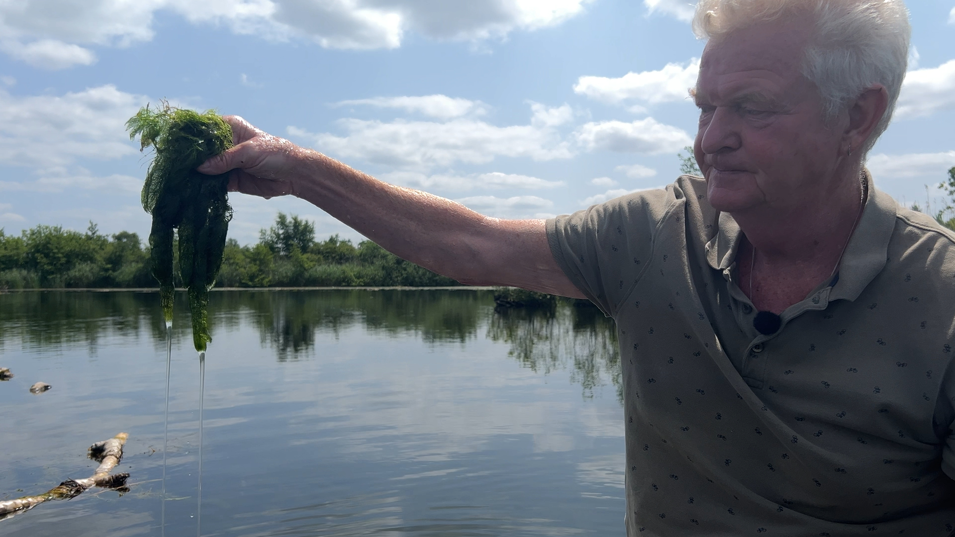 Graskarpers tegen cabomba? Dit werkt wél tegen de groene nachtmerrie van Tienhoven