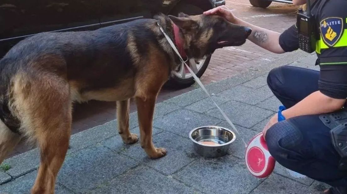 Politie redt hond van balkon