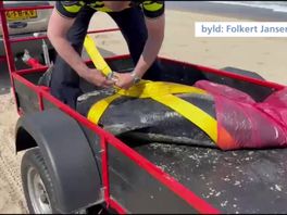 Sa wurdt de deade dolfyn ôffierd troch de plysje